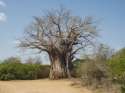 Parque Kruger, Baobab - Sudafrica - Sud Africa